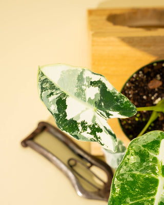 4" Frydek Alocasia 'Frydek'