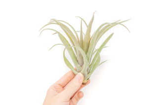 Tillandsia 'Capitata Red' Live Air Plants