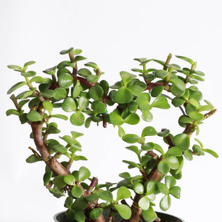 Jade Heart PLANT -  Live Plant