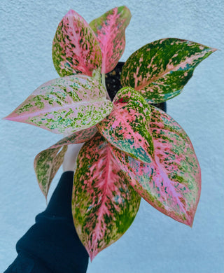 Aglaonema Orange Stardust Live Plant