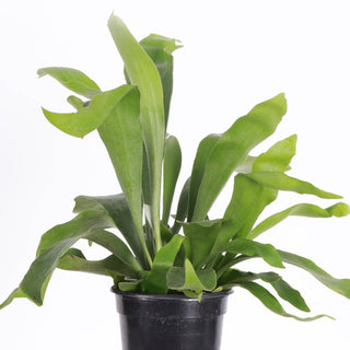 Staghorn Fern - Live Plant 4" pot
