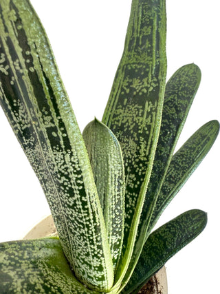Gasteria bicolor var. liliputana Live Plant