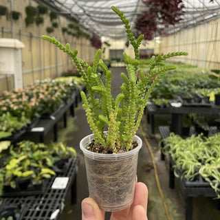 Princess Pine Crassula -  2" Live Plant