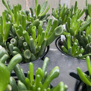 Ogre Ears Jade Plant - Live Plant 2"