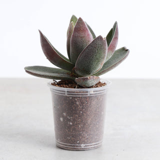 Garnet Lotus Crassula -  2" Live Plant