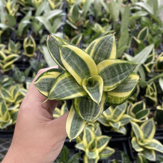 Bird's Nest Snake Plant - Live Plant 4" pot