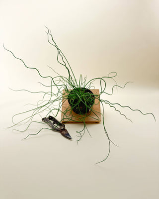 4" Juncus 'Spiralis Twister' (Corkscrew Plant)