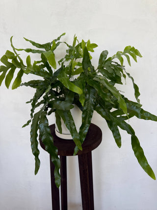Blue Star Fern Live Plant
