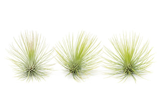 Tillandsia Andreana Air Plant