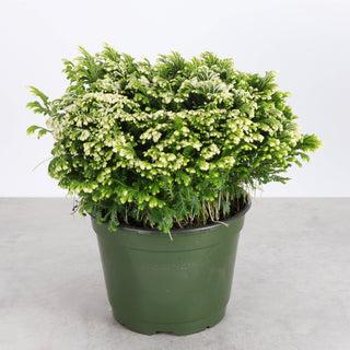 Frosty Fern Plant - Live Plant