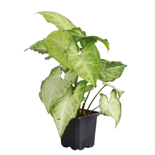 White Butterfly Syngonium - Live Plant