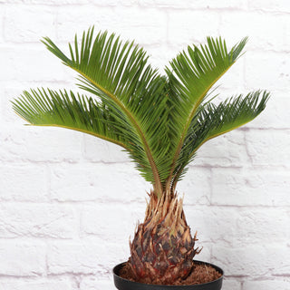 Sago Palm - Live Plant 6" Pot