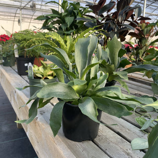 Staghorn Fern - Live Plant 4" pot
