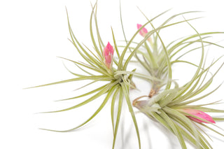 Tillandsia Stricta 'Green' Hybrid Air Plants
