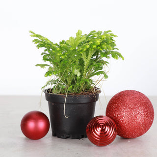 Frosty Fern Plant - Live Plant