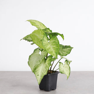 White Butterfly Syngonium - Live Plant