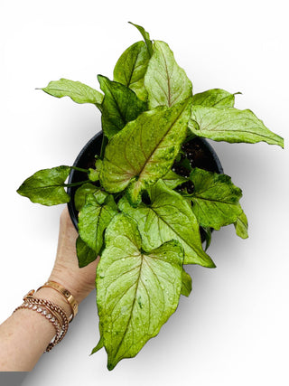 Syngonium Pink Allusion Live Plant