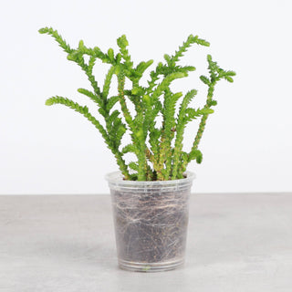 Princess Pine Crassula -  2" Live Plant