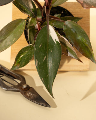 4" Philodendron Red Anderson 'Pink Knight'