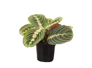 Red Prayer Plant - Live Plant