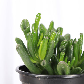 Ogre Ears Jade Plant - Live Plant 2"