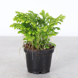 Frosty Fern Plant - Live Plant