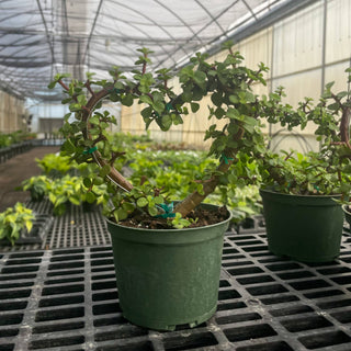 Jade Heart PLANT -  Live Plant