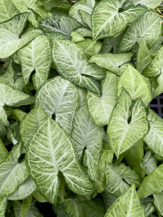 White Butterfly Syngonium - Live Plant