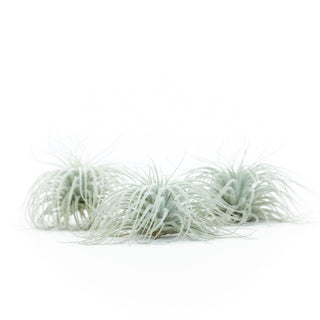 Jumbo Tillandsia Tectorum Ecuador Air Plant