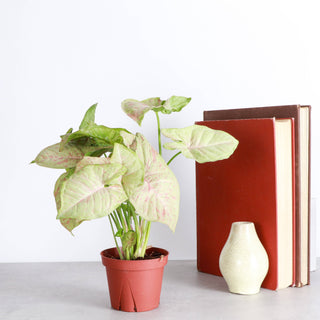 Syngonium Milk Confetti - 4" Live Plant