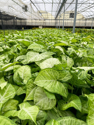 White Butterfly Syngonium - Live Plant