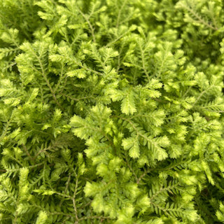 Gold Club Moss Fern - 4" Live Plant