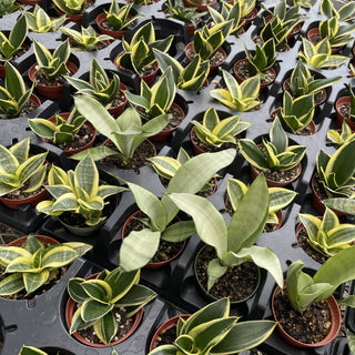 Bird's Nest Snake Plant - Live Plant 4" pot