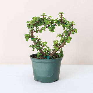 Jade Heart PLANT -  Live Plant