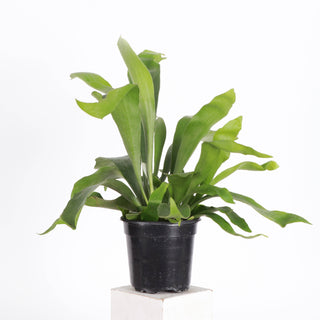 Staghorn Fern - Live Plant 4" pot