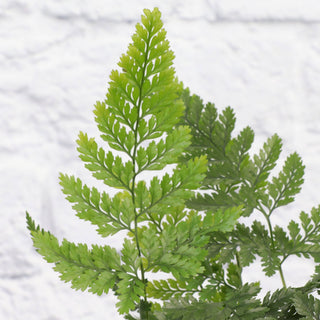 Rabbit's Foot Fern - 4" Live Plant