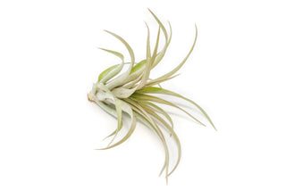Tillandsia 'Capitata Red' Live Air Plants
