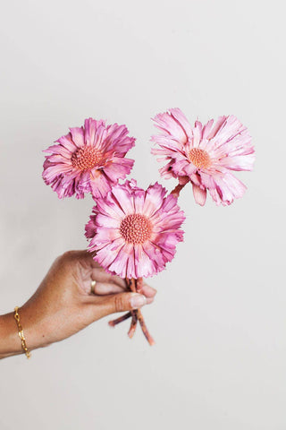 Pink Dried Protea Rosettes IDLEWILD