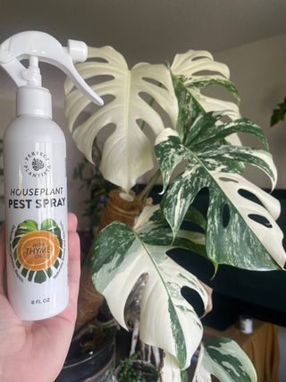 Natural + Non-Toxic Houseplant Pest Spray