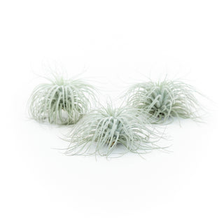 Extra Large Tillandsia Tectorum Ecuador Air Plant Live