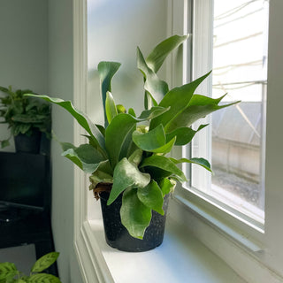 Staghorn Fern - Live Plant 4" pot