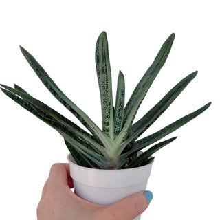 Gasteria bicolor var. liliputana Live Plant