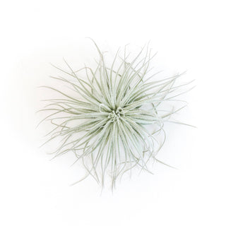 Extra Large Tillandsia Tectorum Ecuador Air Plant Live