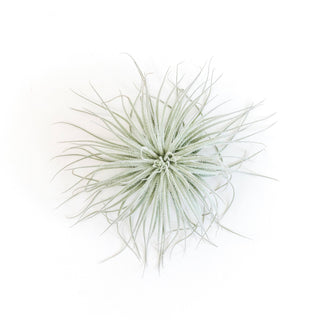 XL Tillandsia Tectorum Ecuador Air Plants