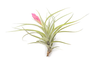 Tillandsia Stricta 'Green' Hybrid Air Plants