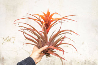 Tillandsia 'Capitata Red' Live Air Plants