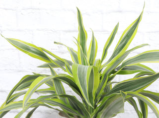 Lemon Lime Dracaena - Live Plant 6" pot
