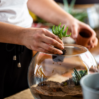 New Year, New Growth Terrarium Workshop | Friday January 30th