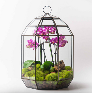 New Year, New Growth Terrarium Workshop | Friday January 30th