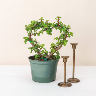 Jade Heart PLANT -  Live Plant